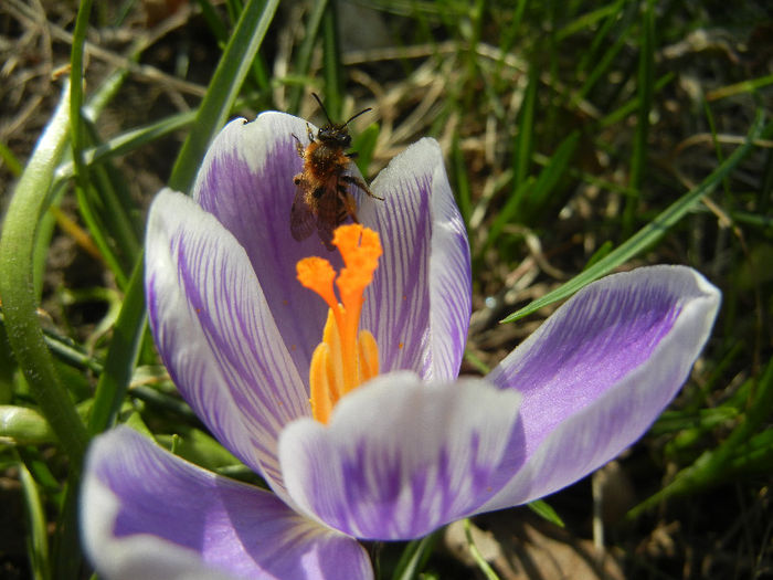 Bee on Crocus Pickwick (2013, Mar.09)
