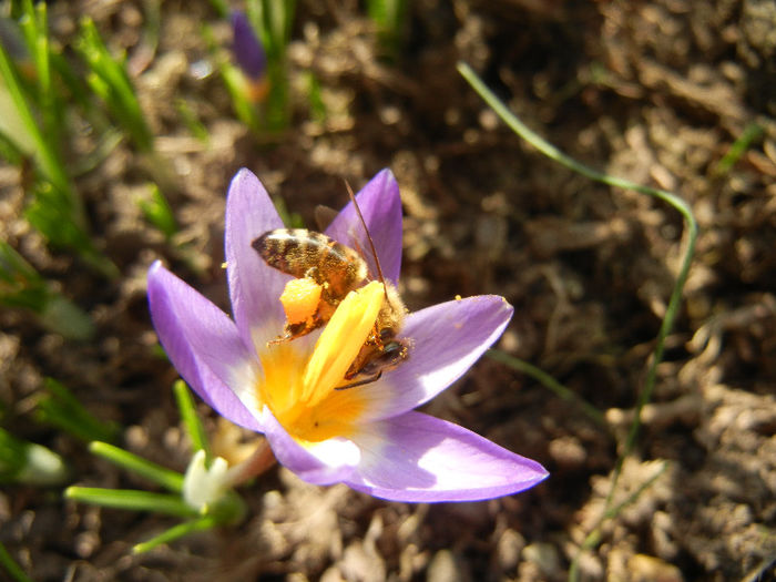 Bee on Crocus Tricolor (2013, March 09) - BEES and BUMBLEBEES