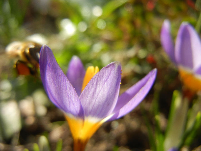 Bee on Crocus Tricolor (2013, March 09) - BEES and BUMBLEBEES