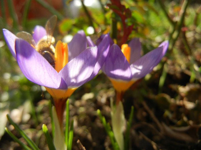 Bee on Crocus Tricolor (2013, March 09)