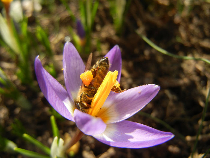Bee on Crocus Tricolor (2013, March 09)