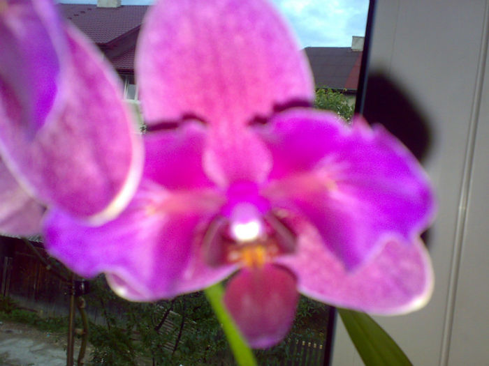 phale roz cu fundita 2012.09.23