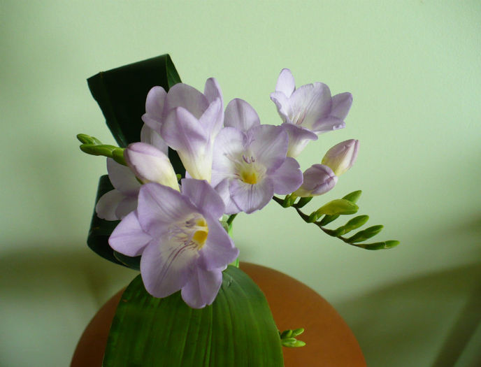 P1420218 - flori diverse 2013