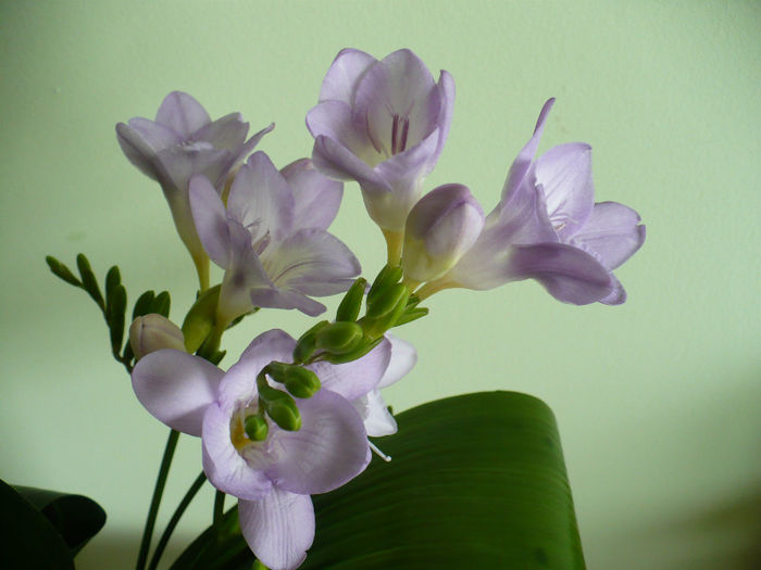 P1420221 - flori diverse 2013