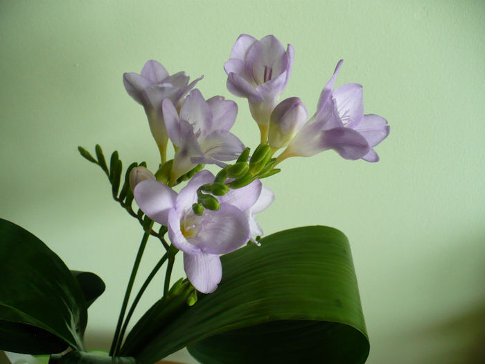 P1420222 - flori diverse 2013