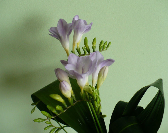 P1420225 - flori diverse 2013