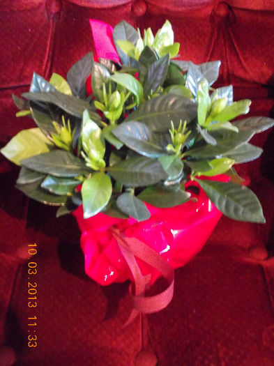 10 martie 2013-flori 020 - gardenia