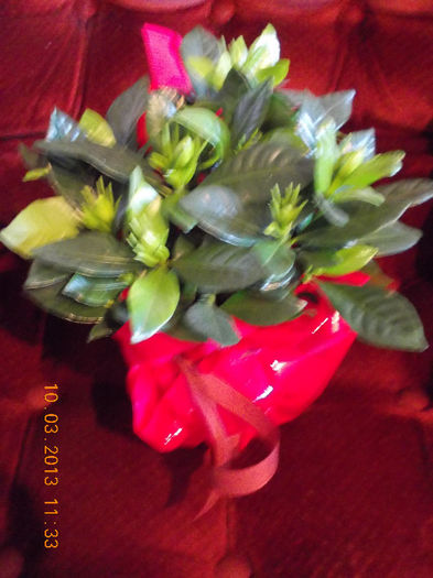 10 martie 2013-flori 019 - gardenia