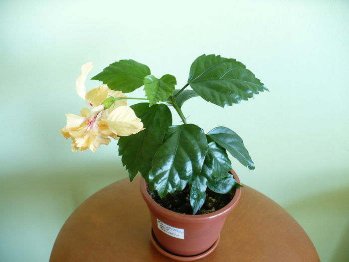 P1420176 - hibiscusi 2013