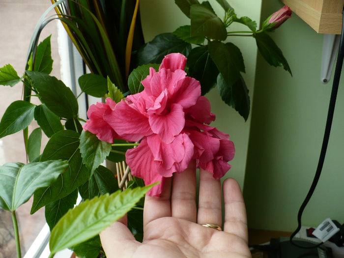 P1420245 - hibiscusi 2013