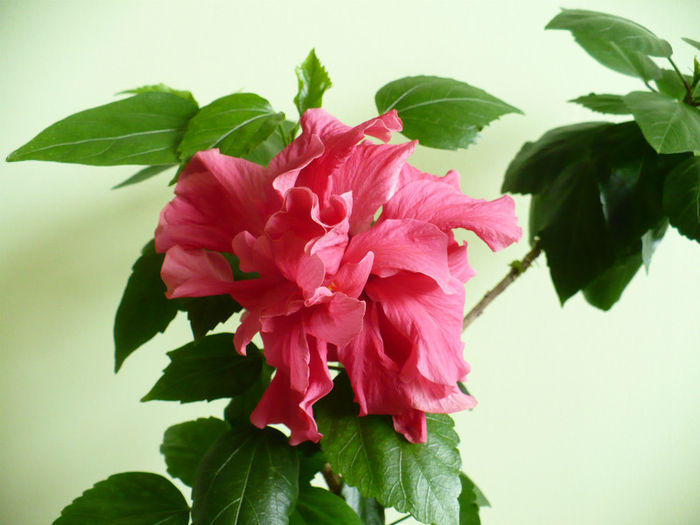 P1420247 - hibiscusi 2013