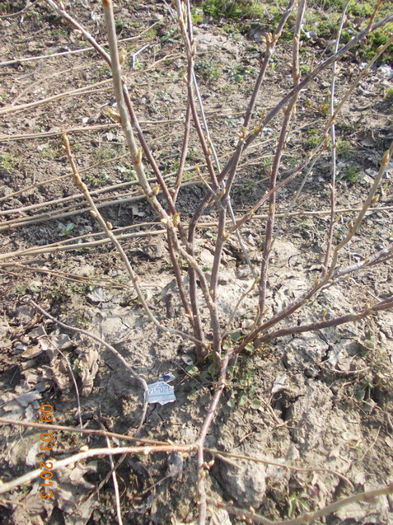 coacaz negru - martie 2013