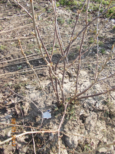coacaz negru - martie 2013