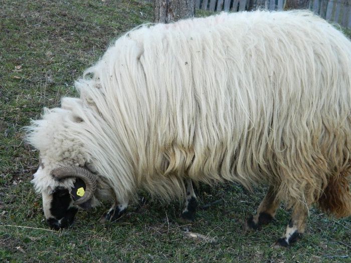 Picture 682 - Diverse-Claudiu