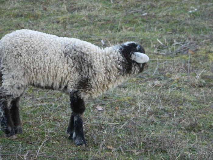 Picture 688 - Diverse-Claudiu