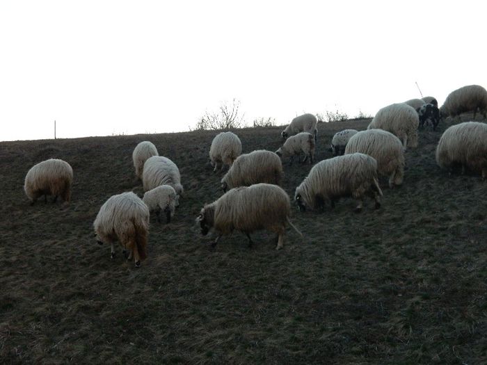 Picture 694 - Diverse-Claudiu