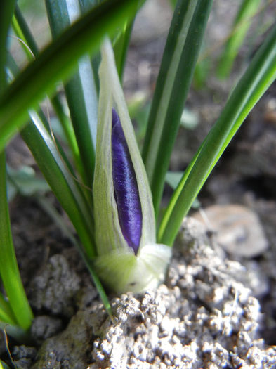 Crocus Negro Boy (2013, March 10)