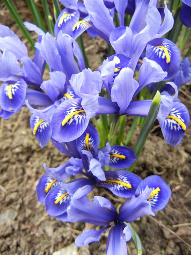 Iris reticulata Blue (2013, March 10)
