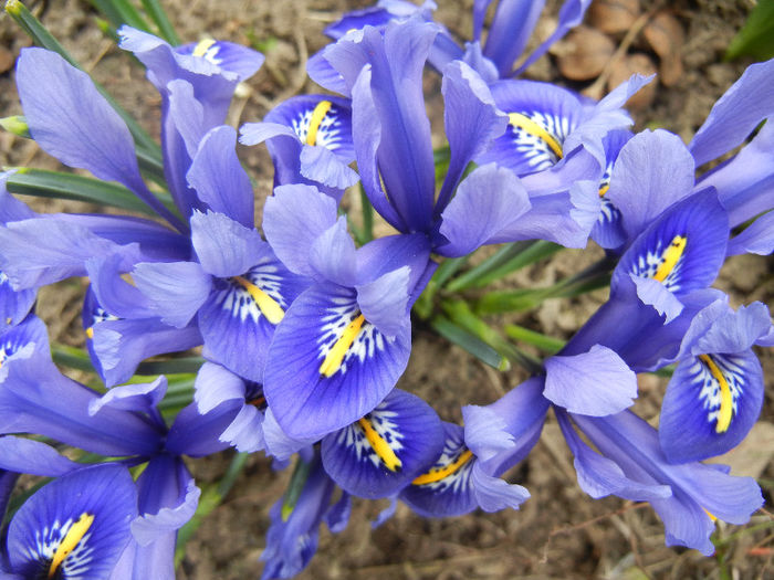 Iris reticulata Blue (2013, March 10)