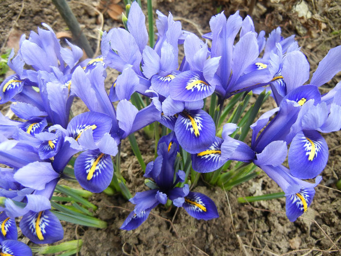 Iris reticulata Blue (2013, March 10)