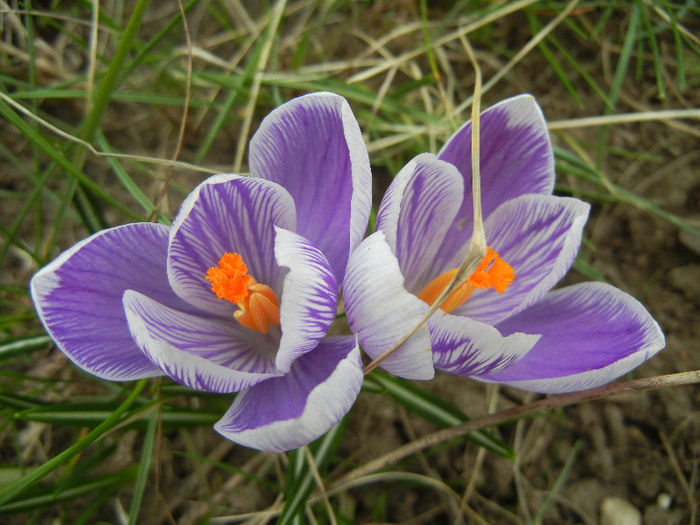 Crocus Pickwick (2013, March 10) - Crocus Pickwick