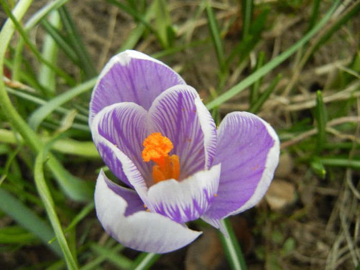 Crocus Pickwick (2013, March 10) - Crocus Pickwick