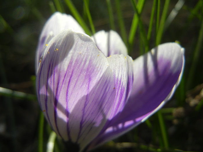 Crocus Pickwick (2013, March 10)