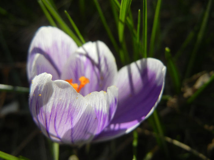 Crocus Pickwick (2013, March 10) - Crocus Pickwick