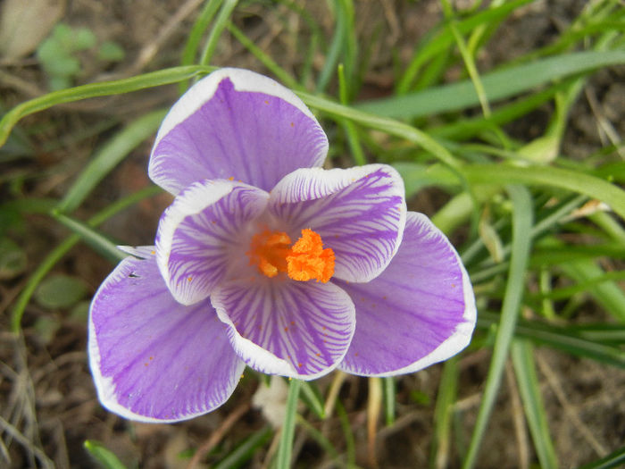 Crocus Pickwick (2013, March 10)