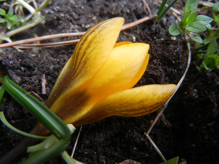 Crocus Gipsy Girl (2013, March 10)