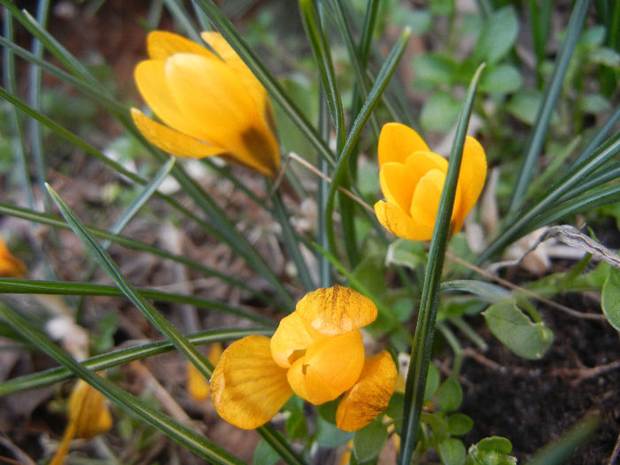 Crocus Gipsy Girl (2013, March 10)