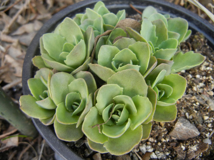 Hylotelephium spectabile (2013, Mar.10)