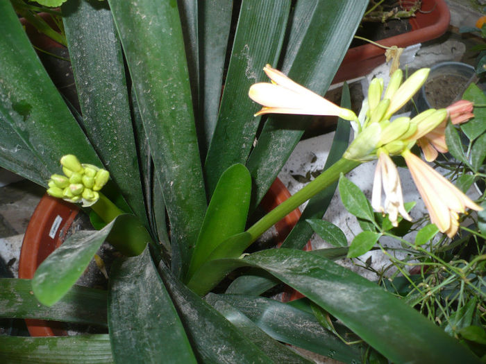 Clivia cyrtanthiflora 10 martie