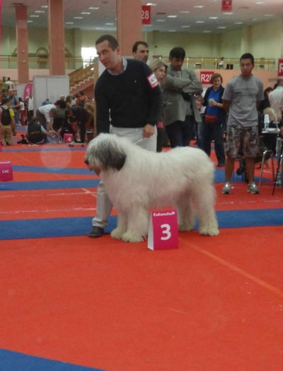 378898_432317436831209_240709329_n - 12 EURO DOG SHOW BUCURESTI 2012