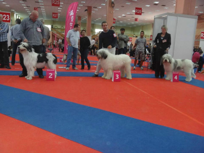 1052_432314630164823_834001942_n - 12 EURO DOG SHOW BUCURESTI 2012