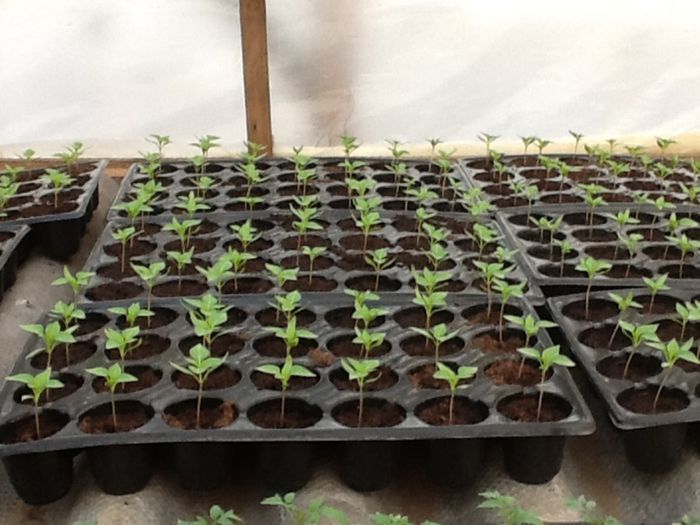 image - Poze rasadnita