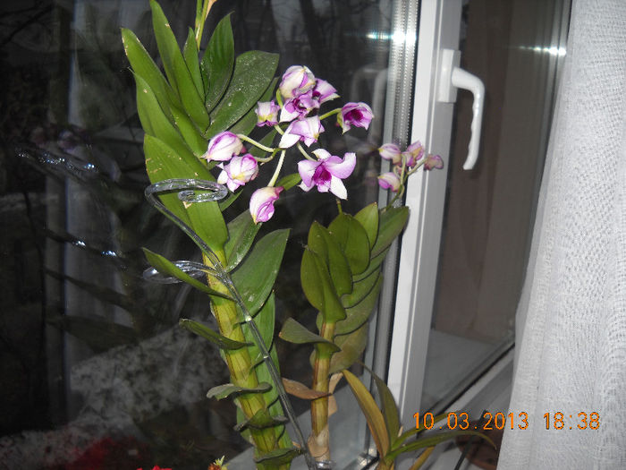 dendrobium - martie 2013