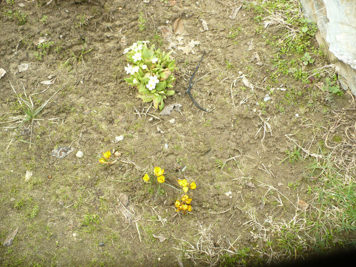 P1080589 - Gradina de la tara