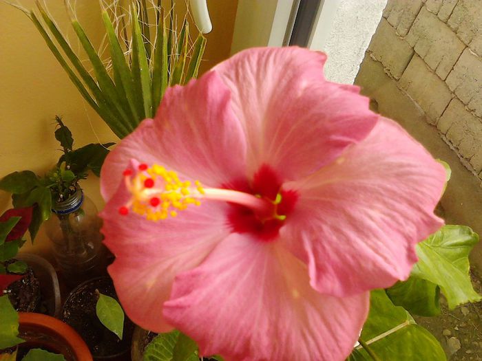 IMG00255 - HIBISCUS 2011-2012-2013