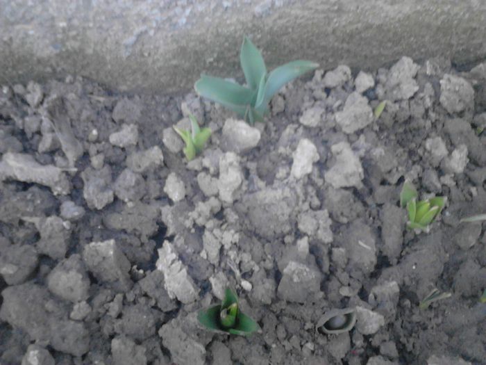 IMG_20130310_180616; lalele si zambile
