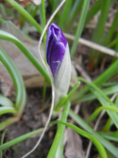 Crocus Flower Record (2013, March 10)