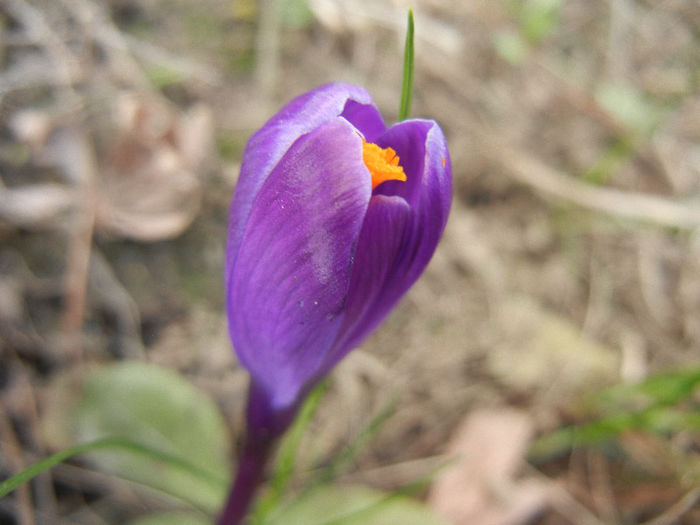 Crocus Flower Record (2013, March 10)
