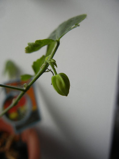 Abutilon megapotamicum (2013, Mar.10) - Abutilon megapotamicum