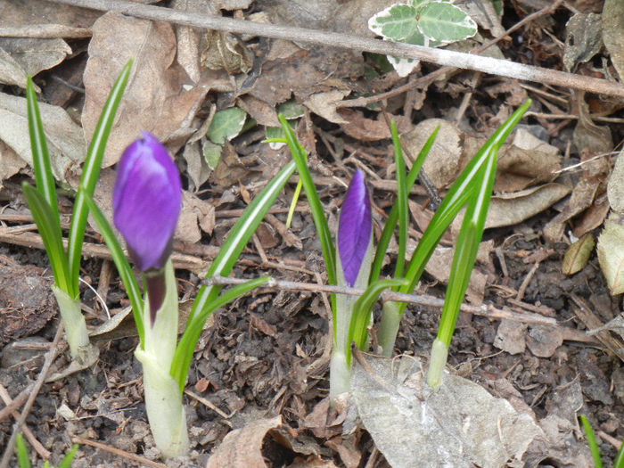 Crocus Remembrance (2013, March 10) - Crocus Remembrance