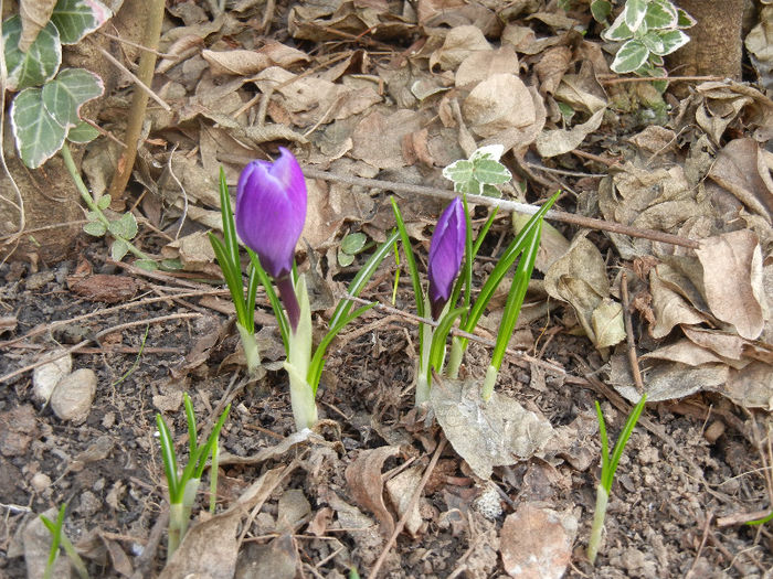 Crocus Remembrance (2013, March 10)