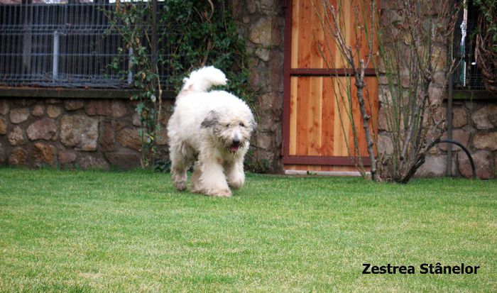 zara zestrea stanelor 2; Femela Mioritic
