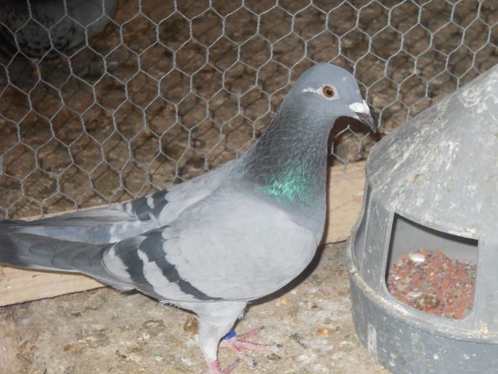 DSCN1328 - PORUMBEI MEI