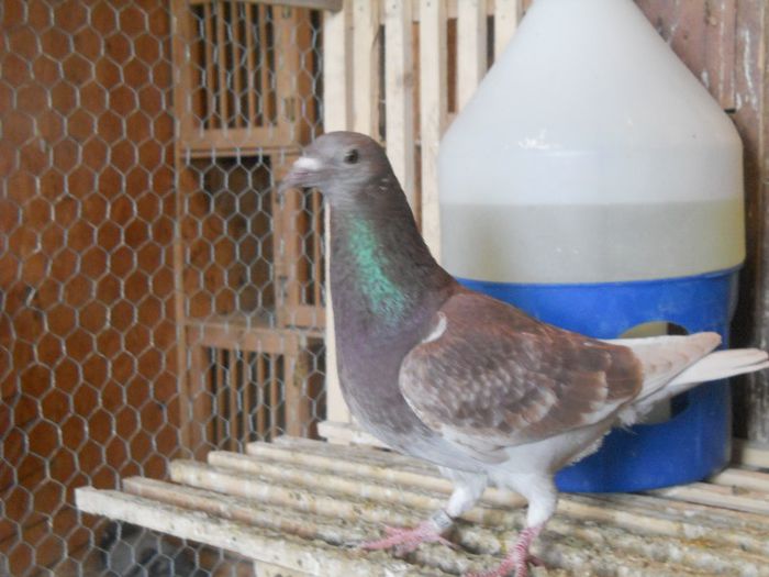 0937528-2012 - PORUMBEI MEI