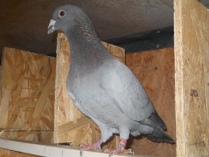 1230613-08 - PORUMBEI MEI