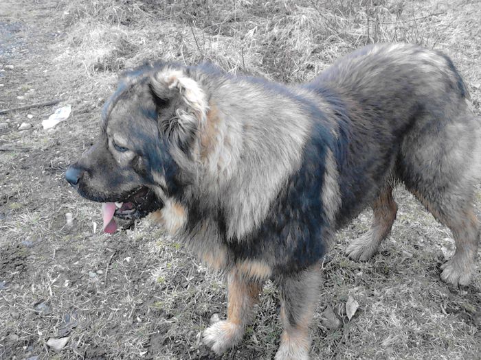 dixi caucazian de neamt; Disponibil pentru monta
